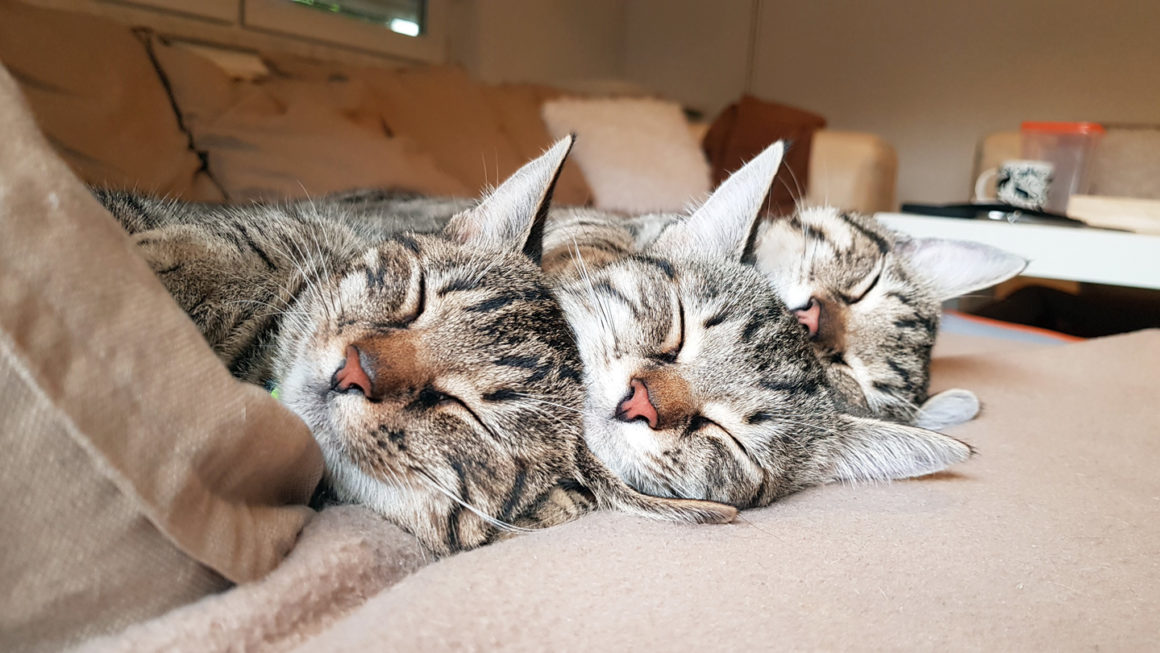 Mačke u stanu: 7 savjeta za sretan suživot